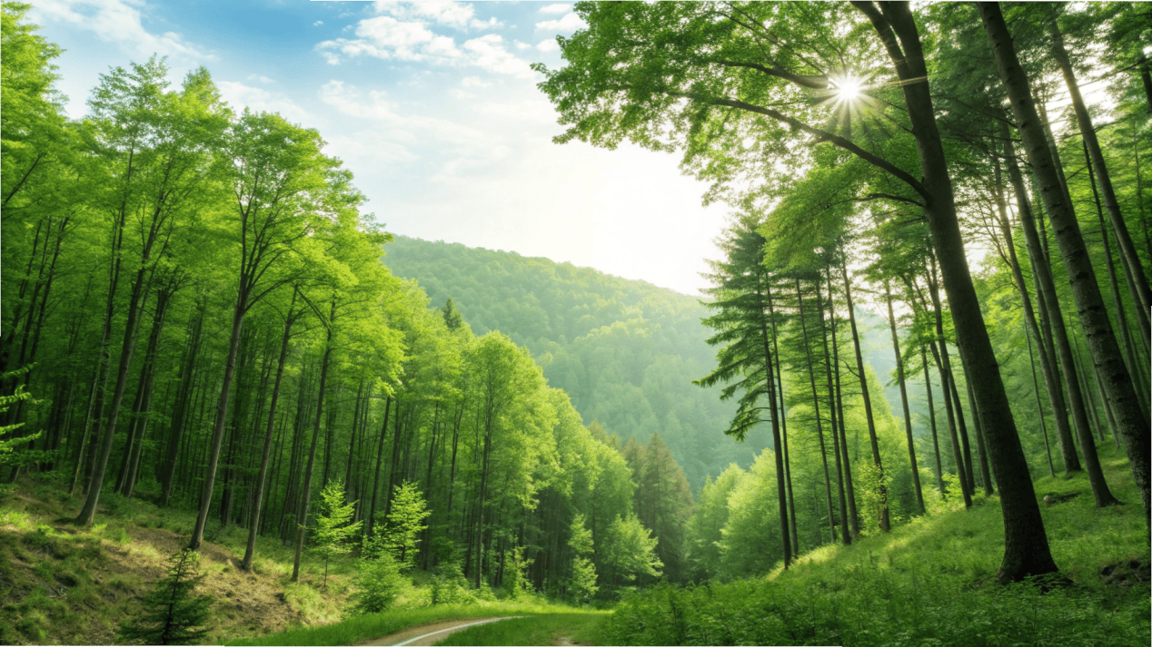 An image of a lush, healthy, and sustainably managed forest with an FSC logo overlay.