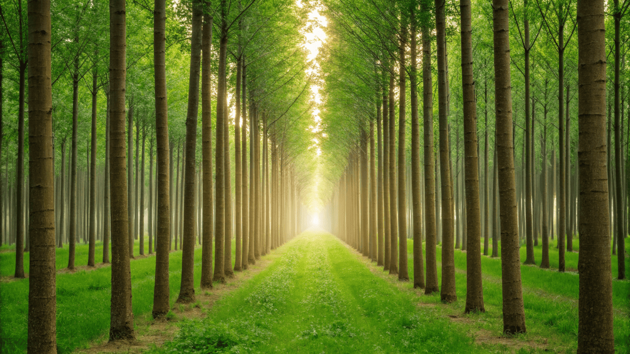 A sustainably managed forest with neat rows of trees for paper production.
